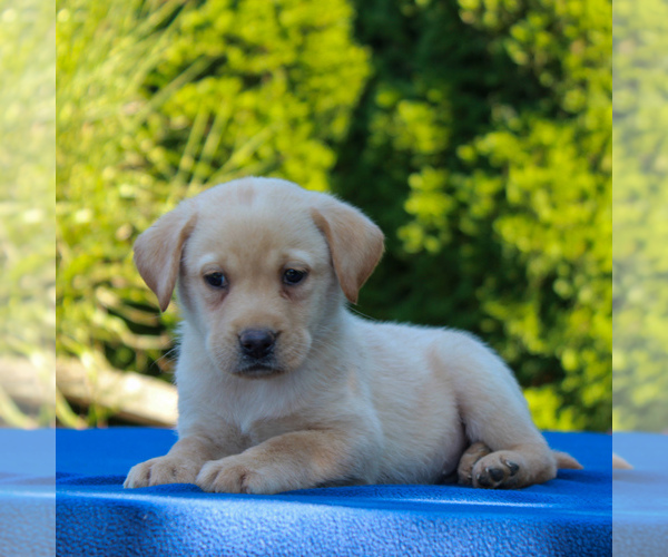 Medium Photo #4 Labrador Retriever Puppy For Sale in GORDONVILLE, PA, USA