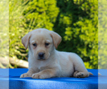 Small Photo #4 Labrador Retriever Puppy For Sale in GORDONVILLE, PA, USA