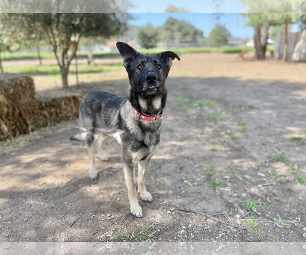 Medium Photo #2 German Shepherd Dog Puppy For Sale in San Diego, CA, USA