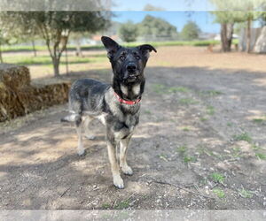 Storm - Male German Shepherd Dog Dog for Adoption - Photo #2