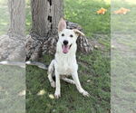 Small #1 German Shepherd Dog-Huskies  Mix