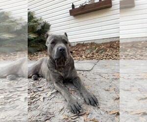 Father of the Cane Corso puppies born on 02/28/2023