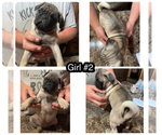 Small #2 Pug