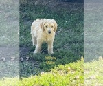 Small Photo #4 Goldendoodle Puppy For Sale in BLAKESBURG, IA, USA