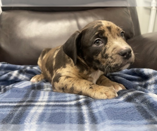 Medium Photo #151 American Bully Puppy For Sale in REESEVILLE, WI, USA