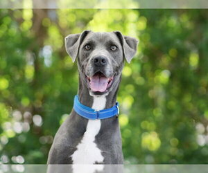 MATILDA - Female Weimaraner Dog for Adoption - Photo #2