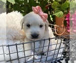 Small Photo #2 Golden Retriever Puppy For Sale in BERKELEY, CA, USA