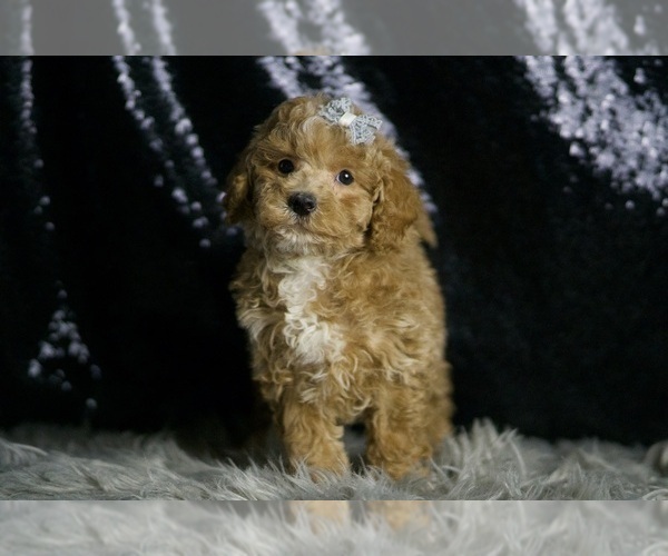 Medium Photo #3 Maltipoo (Miniature) Puppy For Sale in WARSAW, IN, USA