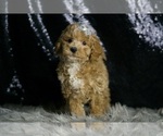 Small Photo #37 Maltipoo (Miniature) Puppy For Sale in WARSAW, IN, USA