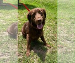 Small #1 Retriever  Mix
