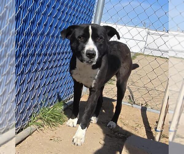 Medium Photo #1 Labrador Retriever-Unknown Mix Puppy For Sale in HESPERIA, CA, USA