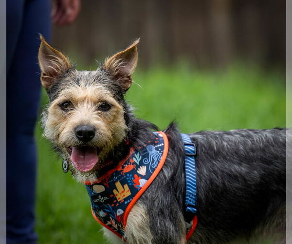 Medium Photo #7 Mutt Puppy For Sale in Princeton, MN, USA