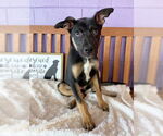 Small #3 Mutt