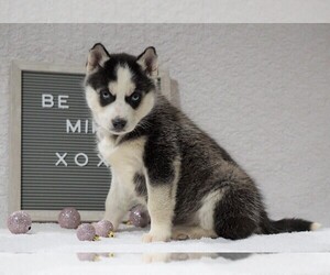 Siberian Husky Puppy for sale in FREDERICKSBG, OH, USA