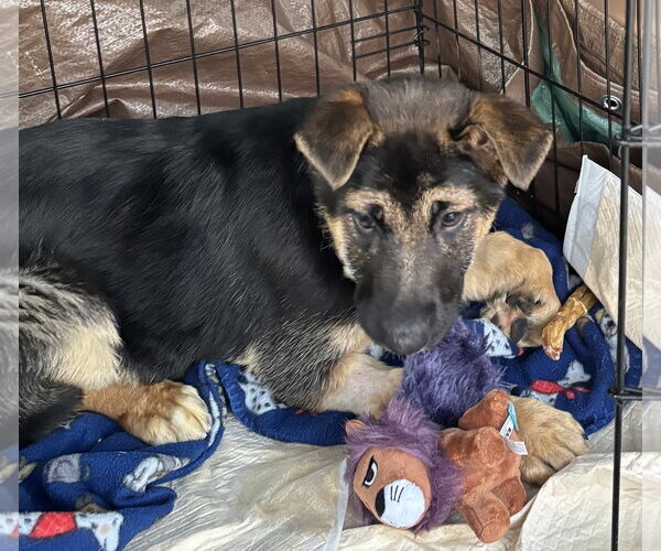 Medium Photo #3 German Shepherd Dog-Unknown Mix Puppy For Sale in Holly Springs, NC, USA