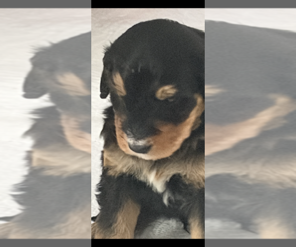 Medium Photo #3 Bernedoodle Puppy For Sale in MIDLAND, MI, USA