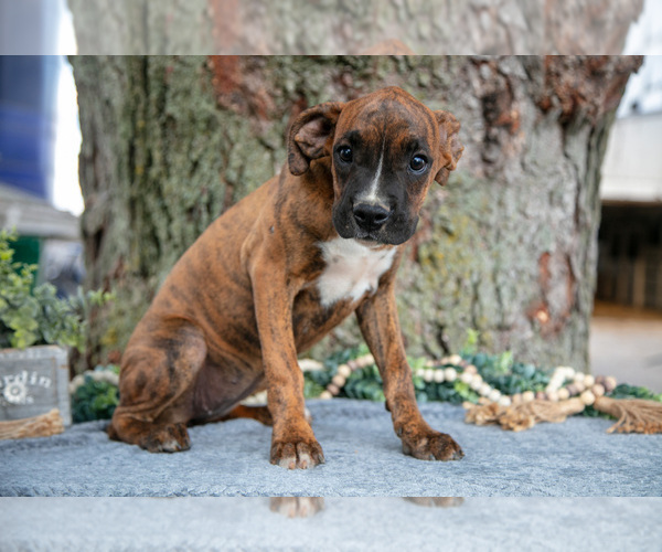 Medium Photo #1 Boxer Puppy For Sale in KIRKWOOD, PA, USA