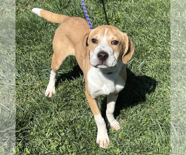 Medium Photo #3 Beagle-Unknown Mix Puppy For Sale in Batavia, OH, USA