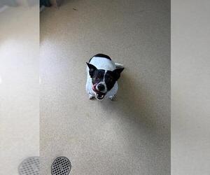 Chihuahua-Unknown Mix Dogs for adoption in Woodbury, NY, USA