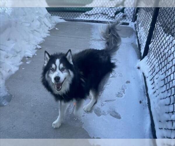 Medium Photo #2 Siberian Husky Puppy For Sale in Derwood, MD, USA