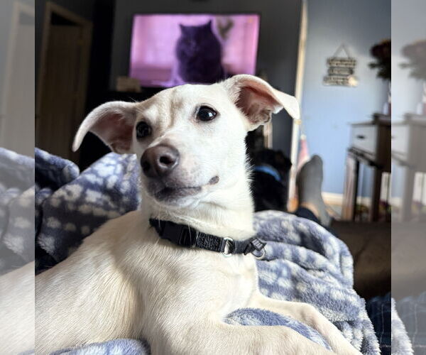 Medium Photo #4 Chiweenie Puppy For Sale in Wakefield, RI, USA