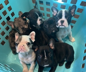 Faux Frenchbo Bulldog Puppy for Sale in DOWNING, Missouri USA