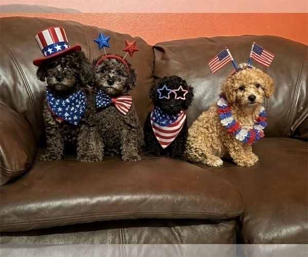Medium Photo #1 Poodle (Miniature) Puppy For Sale in DUBUQUE, IA, USA