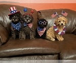 Small Poodle (Miniature)