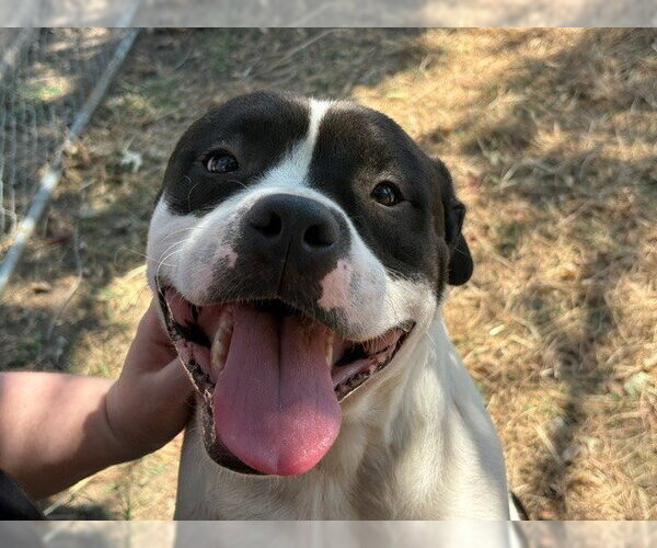 Medium Photo #1 Mutt Puppy For Sale in Tulsa, OK, USA