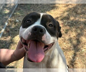 Mutt Dogs for adoption in Tulsa, OK, USA