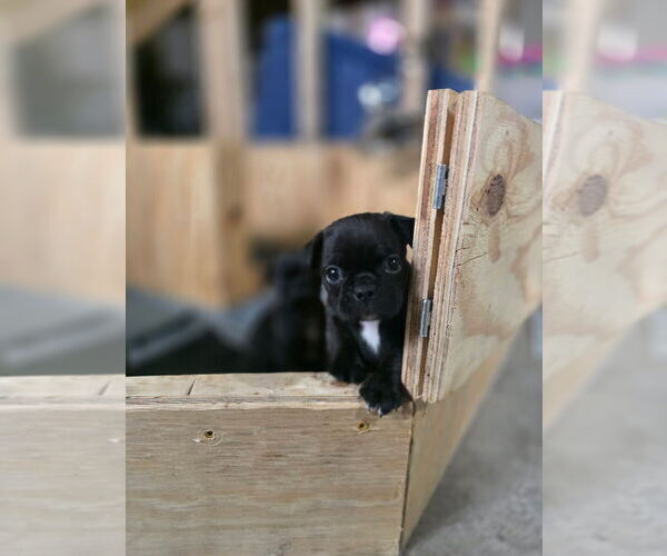 Medium Photo #7 Buggs Puppy For Sale in INDIANAPOLIS, IN, USA