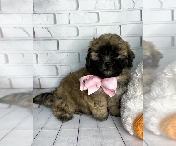 Medium Photo #1 Zuchon Puppy For Sale in CHICO, CA, USA