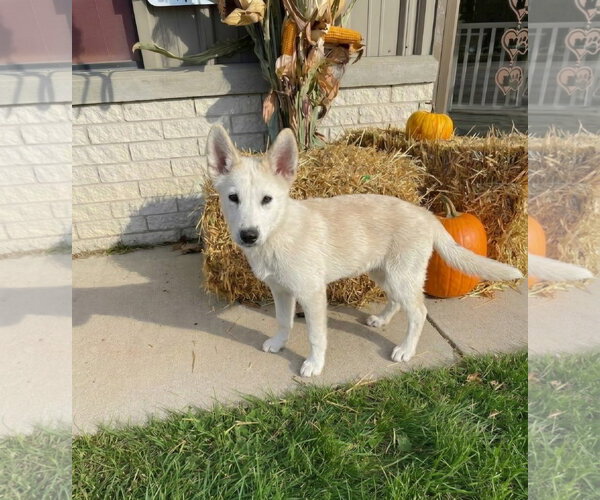 Medium Photo #1 Siberian Husky-Unknown Mix Puppy For Sale in Genesee, WI, USA