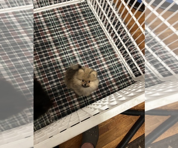 Medium Photo #1 Pomeranian Puppy For Sale in ORANGE CITY, FL, USA