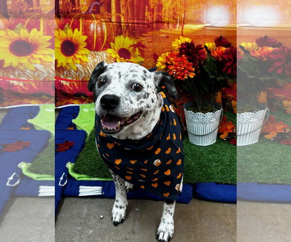 Medium Photo #1 Mutt Puppy For Sale in Oakhurst, NJ, USA