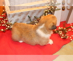 Small Photo #5 Pembroke Welsh Corgi Puppy For Sale in MALTA, OH, USA