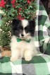 Small Photo #1 Pomsky Puppy For Sale in EDEN, PA, USA
