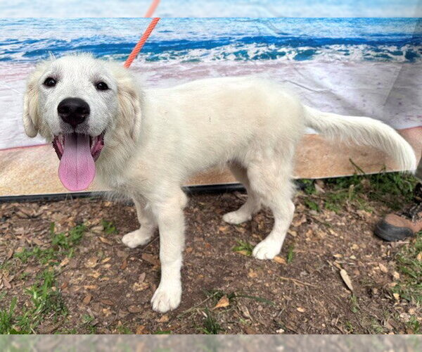 Medium Photo #6 Great Pyrenees Puppy For Sale in Spring, TX, USA