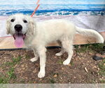 Small #5 Great Pyrenees