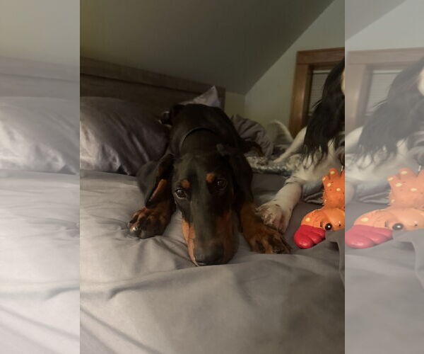 Medium Photo #6 Doberman Pinscher Puppy For Sale in Minneaoplis, MN, USA
