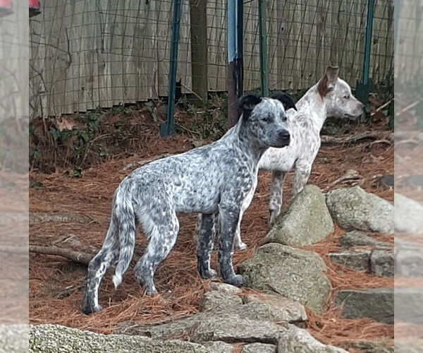 Medium Photo #8 Mutt Puppy For Sale in Garden City, NY, USA