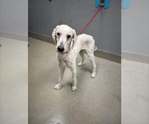 Poodle (Standard)-Unknown Mix Dogs for adoption in Las Vegas, NV, USA