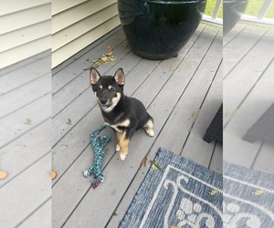 Shiba Inu Puppy for Sale in GUILFORD, Connecticut USA