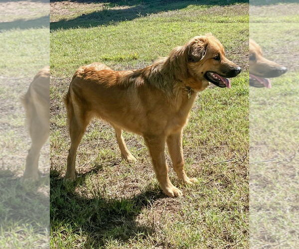 Medium Photo #11 Siberian Husky-Unknown Mix Puppy For Sale in Corona, CA, USA