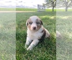 Small Photo #11 Australian Shepherd Puppy For Sale in ROBERTS, IL, USA