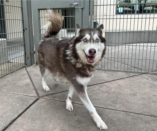 Medium Photo #1 Siberian Husky Puppy For Sale in Martinez, CA, USA