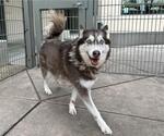 Small Siberian Husky