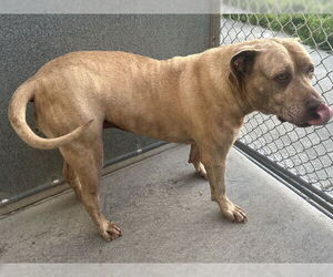 Mutt Dogs for adoption in McKinleyville, CA, USA