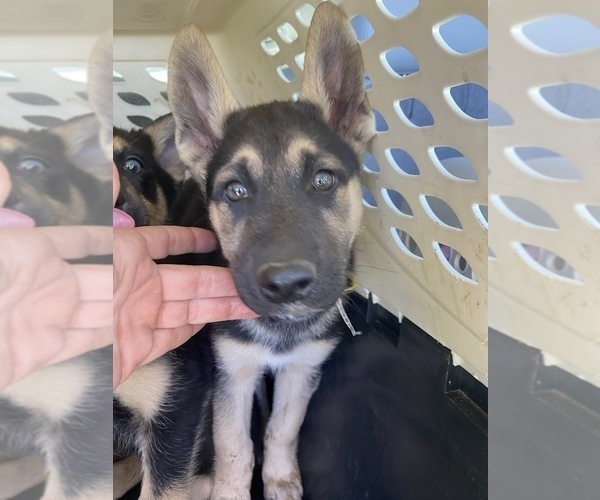 Medium Photo #3 German Shepherd Dog-Siberian Husky Mix Puppy For Sale in MOUNT HOREB, WI, USA