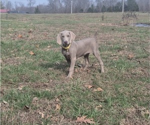 Medium Weimaraner